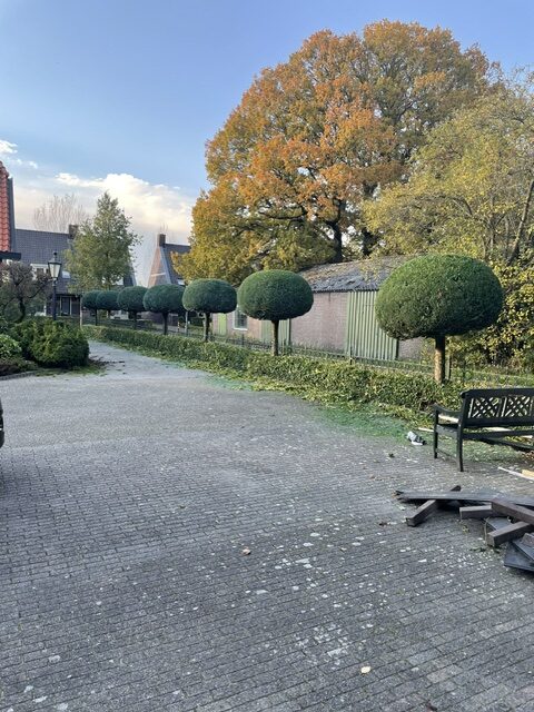 snoeiwerk aantal gelijkgesnoeide bollen